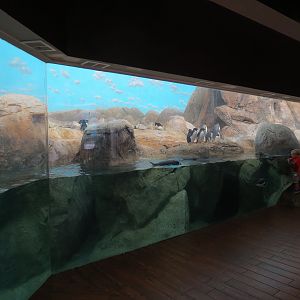 Birdhouse - Penguin Coast Exhibit