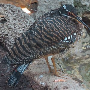 Birdhouse - Savanna Camp - South American Birds Exhibit - Sun Bittern