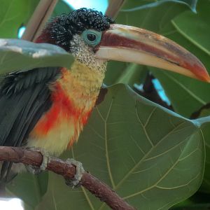 Birdhouse - Savanna Camp - South American Birds Exhibit - Curl-crested Aracari