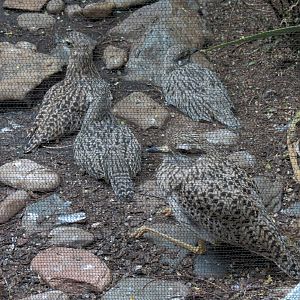 Birdhouse - Savanna Camp - African Birds Exhibit - Spotted Dikkop