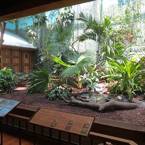 Birdhouse - Asian Trek - Black-naped Fruit Dove and Others Exhibit