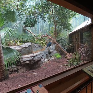 Birdhouse - Asian Trek - Victoria Crowned Pigeon and Others Exhibit