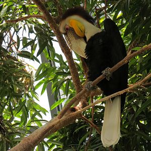 Birdhouse - Asian Trek - Wreathed Hornbill Exhibit