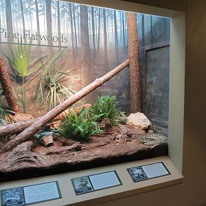 ARC - South Carolina - Pine Flatwoods Exhibit