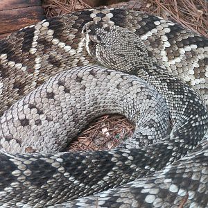 ARC - South Carolina - Pine Flatwoods Exhibit - Eastern Diamondback Rattlesnake