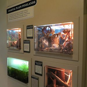 ARC - South Carolina - Coastal Plain Pinelands Exhibits