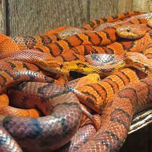 ARC - South Carolina - Corn Snake Exhibit