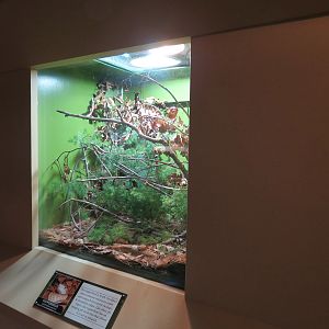 ARC - South Carolina - Copperhead Exhibit