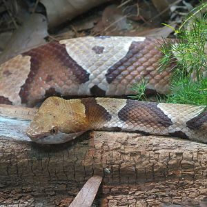 ARC - South Carolina - Copperhead Exhibit