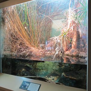 ARC - South Carolina - Alligator Snapping Turtle Exhibit