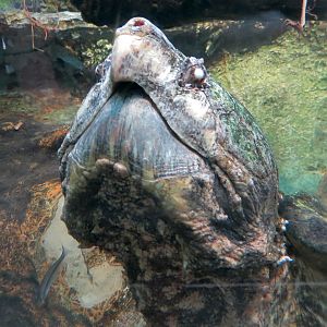 ARC - South Carolina - Alligator Snapping Turtle Exhibit