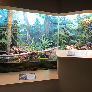 ARC - South Carolina - Mountain Brook Exhibit