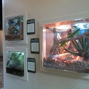 ARC - South Carolina - 3 Terrariums