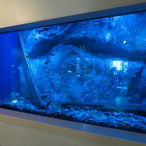 ARC - South Carolina - Brown and Rainbow Trout Exhibit