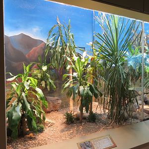 ARC - The Desert - Puff Adder Exhibit