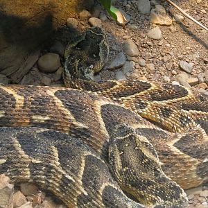 ARC - The Desert - Puff Adder Exhibit