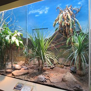 ARC - The Desert - Galapagos Tortoise Exhibit