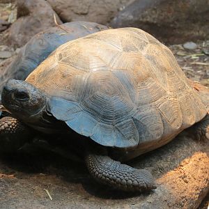 ARC - The Desert - Galapagos Tortoise Exhibit