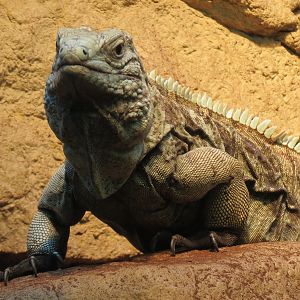 ARC - The Desert - Grand Cayman Blue Iguana Exhibit