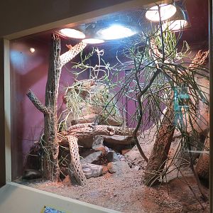 ARC - The Desert - Gila Monster Exhibit