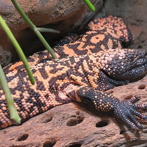 ARC - The Desert - Gila Monster Exhibit