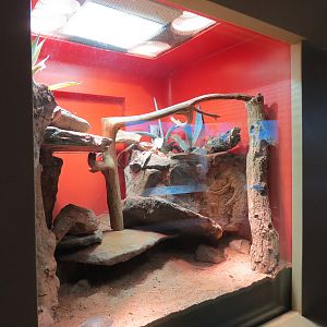 ARC - The Desert - Spiny-tailed Monitor Exhibit