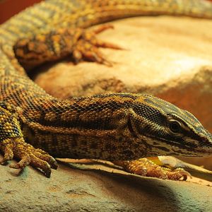 ARC - The Desert - Spiny-tailed Monitor Exhibit
