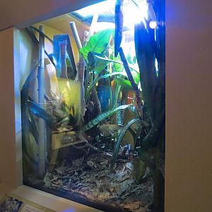 ARC - The Desert - Day Gecko Exhibit