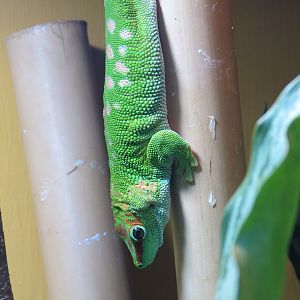 ARC - The Desert - Day Gecko Exhibit