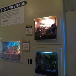 ARC - The Desert - Three Terrariums