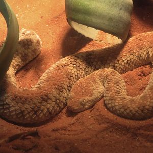 ARC - The Desert - Sahara Sand Viper Exhibit