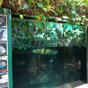 ARC - Tropical Rainforests - Black Belt Cichlid and Others Exhibit