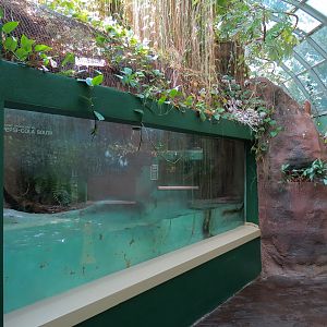 ARC - Tropical Rainforests - Green Anaconda Exhibit