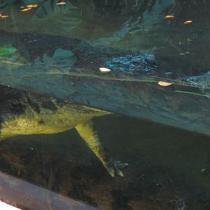 ARC - Tropical Rainforests - False Gharial Exhibit