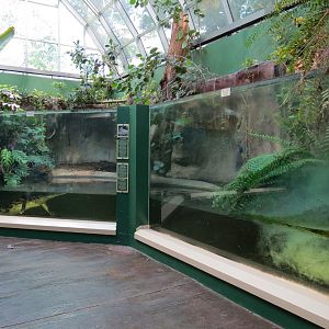 ARC - Tropical Rainforests - False Gharial Exhibit