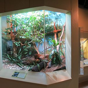 ARC - Tropical Gallery - Boelen's Python Exhibit