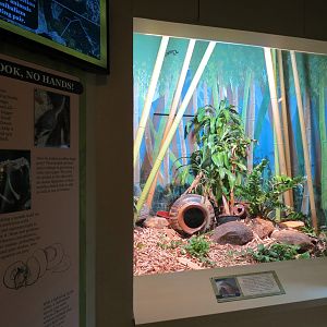 ARC - Tropical Gallery - King Cobra Exhibit
