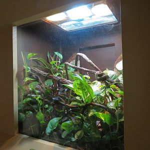 ARC - Tropical Gallery - Eyelash Viper Exhibit