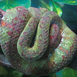 ARC - Tropical Gallery - Eyelash Viper Exhibit