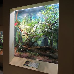 ARC - Tropical Gallery - Bushmaster Exhibit