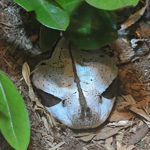 ARC - Tropical Gallery - Gaboon Viper and West African Green Mamba Exhibit