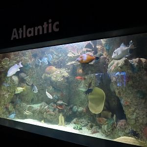 ARC - Tropical Reefs - Atlantic Exhibit