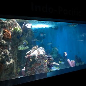 ARC - Tropical Reefs - Indo-Pacific Exhibit