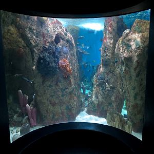 ARC - Tropical Reefs - Indo-Pacific Exhibit