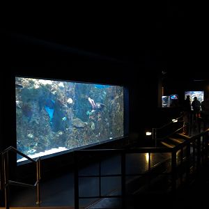 ARC - Tropical Reefs - Indo-Pacific Exhibit