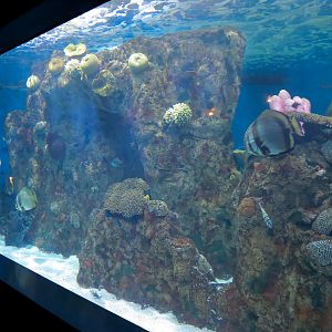 ARC - Tropical Reefs - Indo-Pacific Exhibit