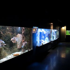 ARC - Tropical Reefs - Exhibit Room