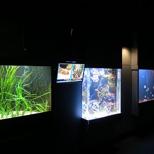 ARC - Tropical Reefs - Exhibit Room
