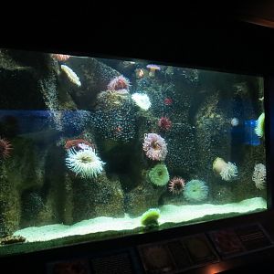 ARC - Northern Shores - Giant Green Anemone and Others Exhibit