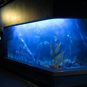 ARC - Northern Shores - Leopard Shark and Others Exhibit